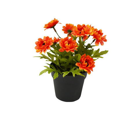 Orange Flowers in Black Pot