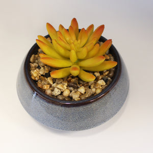 Succulent jaune - Céramique bleue - petit